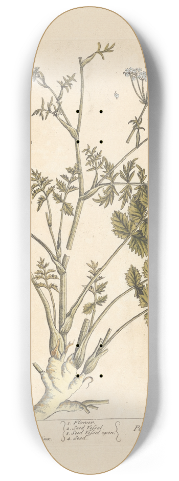 Elizabeth Blackwell - Burnet saxifrage 8.25 inch art skate deck