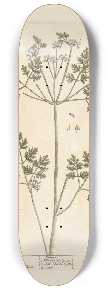 Elizabeth Blackwell - Chervil 8.25 inch art skate deck