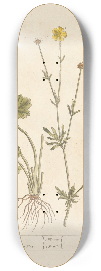 Elizabeth Blackwell - Cron foot 8.25 inch art skate deck