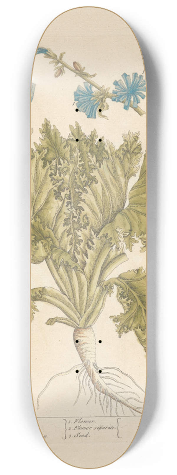 Elizabeth Blackwell - Endive 8.25 inch art skate deck
