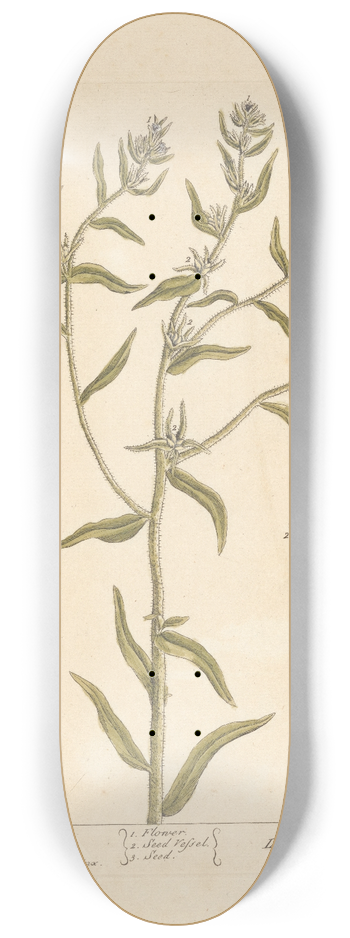 Elizabeth Blackwell - Gromill 8.25 inch art skate deck