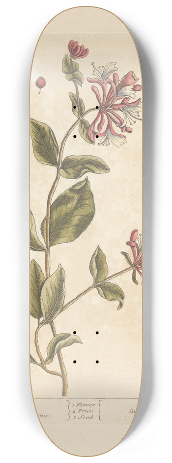 Elizabeth Blackwell - Honey suckle; Wood bind 8.25 inch art skate deck