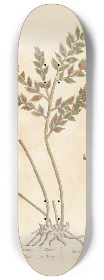 Elizabeth Blackwell - Kneeholm or butchers broom 8.25 inch art skate deck
