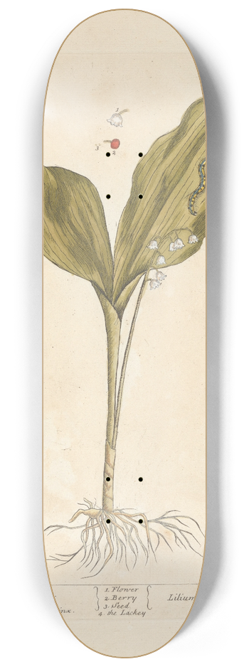 Elizabeth Blackwell - Lillies of the valley 8.25 inch art skate deck