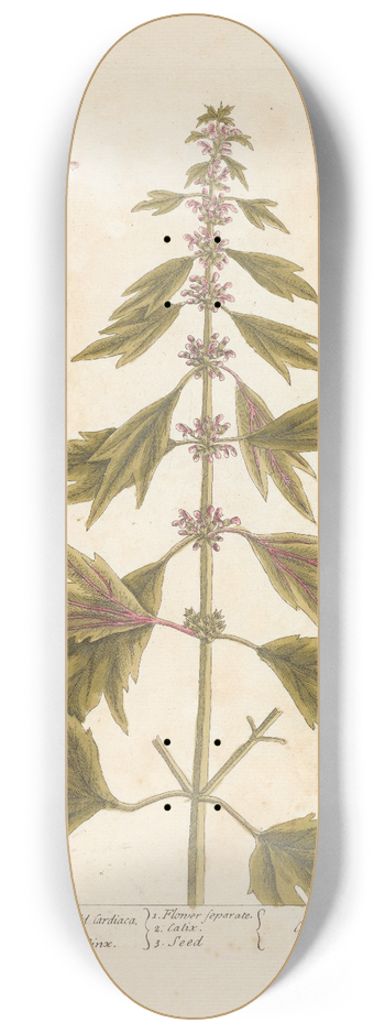 Elizabeth Blackwell - Motherwort or marrubium 8.25 inch art skate deck