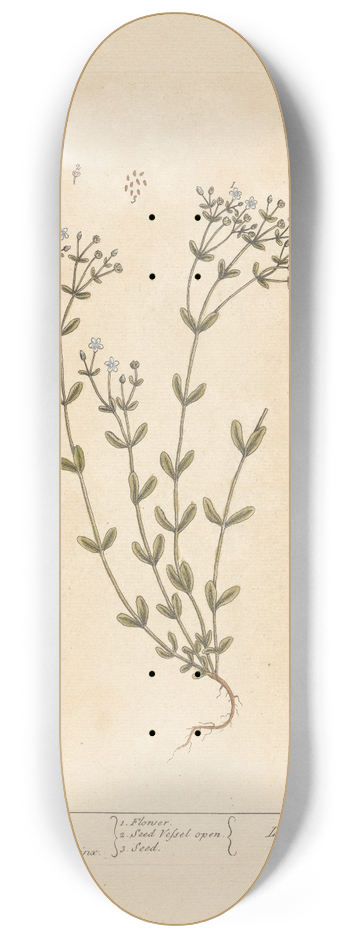 Elizabeth Blackwell - Purging flax 8.25 inch art skate deck