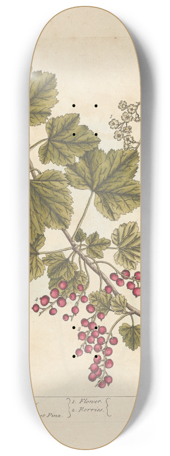 Elizabeth Blackwell - Red currans 8.25 inch art skate deck