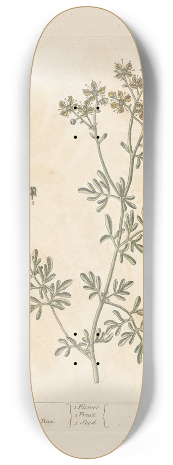 Elizabeth Blackwell - Rue 8.25 inch art skate deck