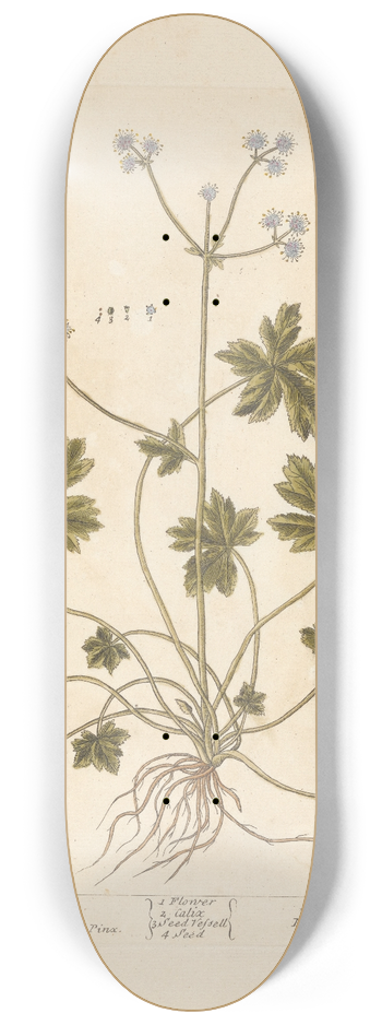 Elizabeth Blackwell - Sanicle; Self-heal 8.25 inch art skate deck