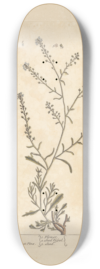 Elizabeth Blackwell - Sciatica cress 8.25 inch art skate deck