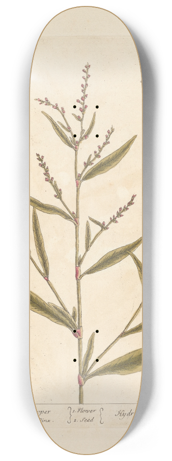 Elizabeth Blackwell - Sharp arsmart or water pepper 8.25 inch art skate deck