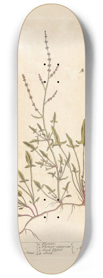 Elizabeth Blackwell - Sheeps sorrel 8.25 inch art skate deck