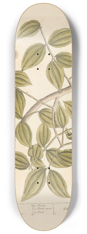 Elizabeth Blackwell - Snakewood 8.25 inch art skate deck