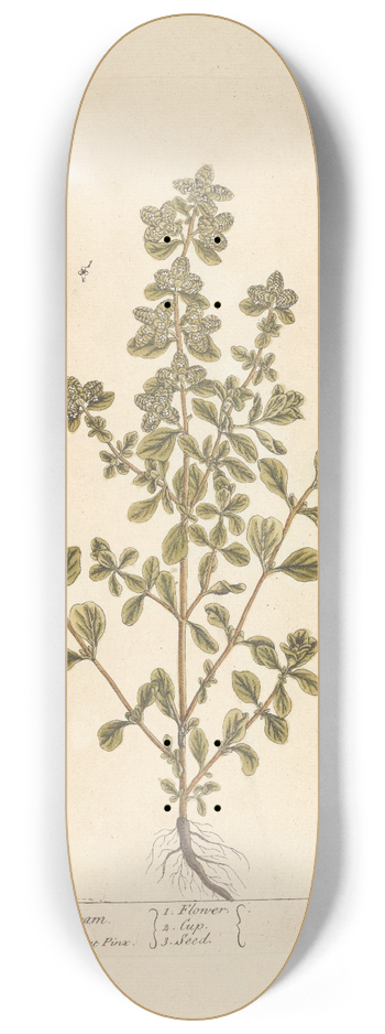 Elizabeth Blackwell - Sweet marjoram 8.25 inch art skate deck