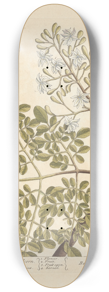 Elizabeth Blackwell - The ben nut or oily acorn 8.25 inch art skate deck