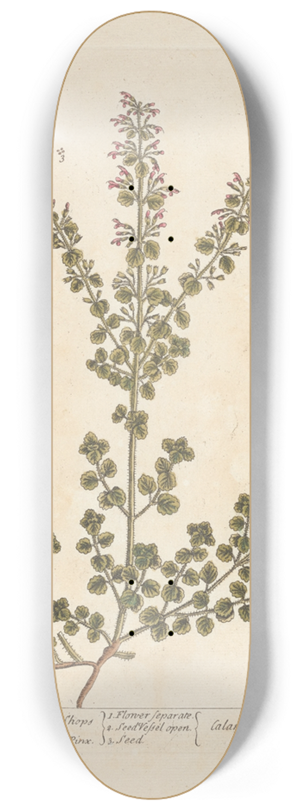 Elizabeth Blackwell - The common calamint of the shops 8.25 inch art skate deck