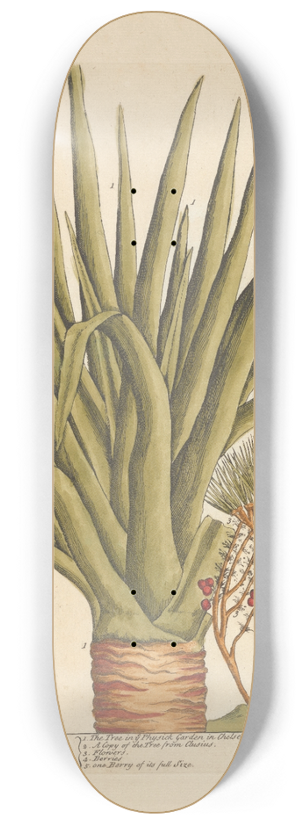 Elizabeth Blackwell - The dragon tree 8.25 inch art skate deck