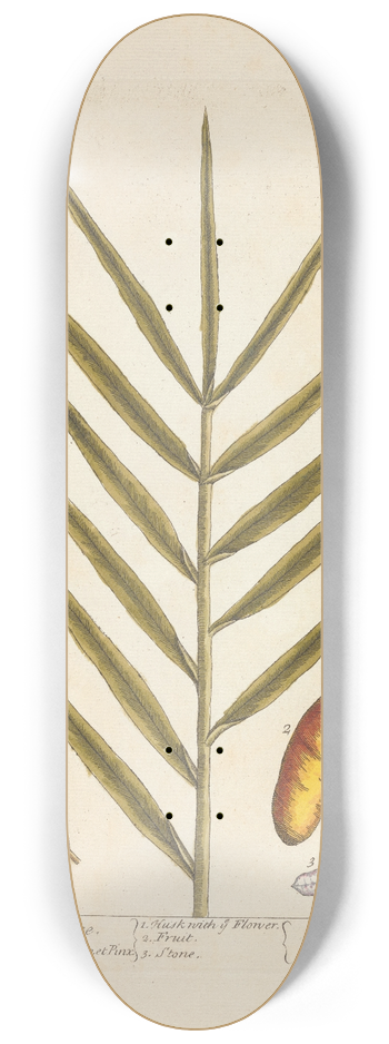 Elizabeth Blackwell - The palm or date tree 8.25 inch art skate deck