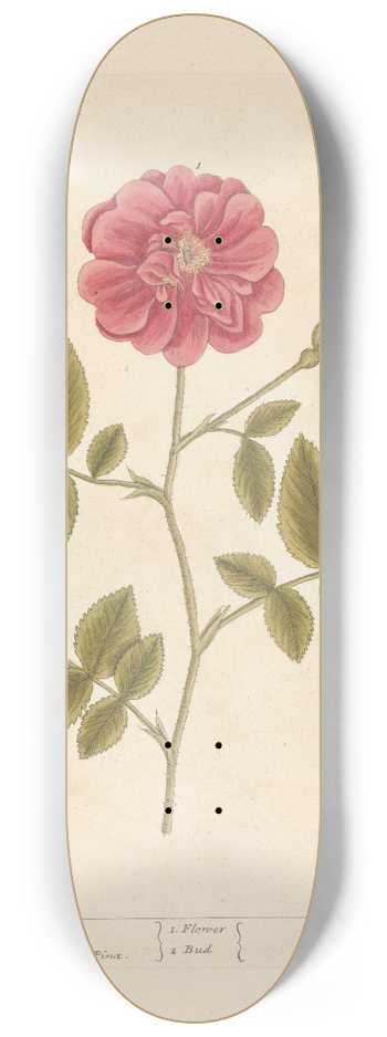 Elizabeth Blackwell - The red rose 8.25 inch art skate deck