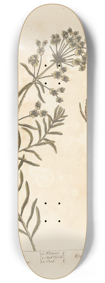 Elizabeth Blackwell - The smaller spurge 8.25 inch art skate deck