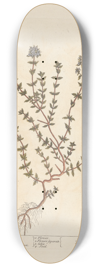 Elizabeth Blackwell - Thyme 8.25 inch art skate deck