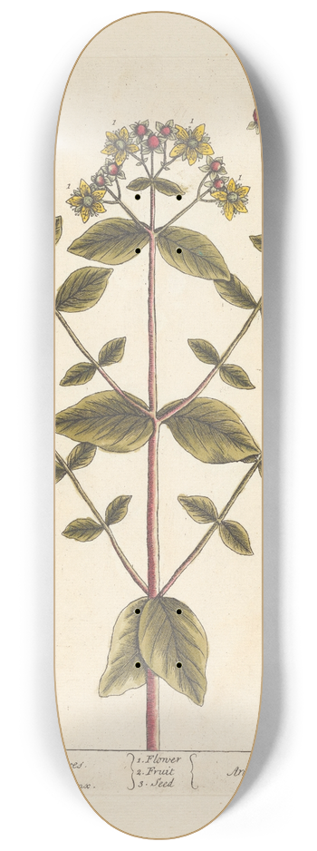 Elizabeth Blackwell - Tutsan or park leaves 8.25 inch art skate deck