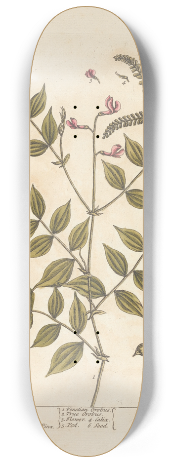 Elizabeth Blackwell - Venetian orobus, the true orobus 8.25 inch art skate deck