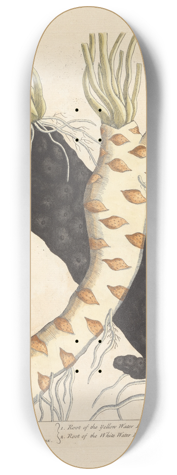 Elizabeth Blackwell - Water lilly roots 8.25 inch art skate deck