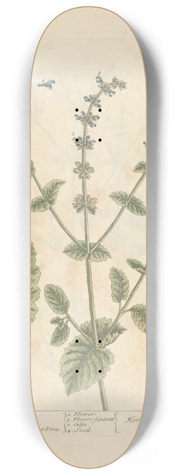 Elizabeth Blackwell - Wild clary 8.25 inch art skate deck