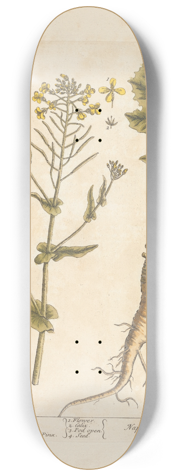 Elizabeth Blackwell - Wild naven 8.25 inch art skate deck