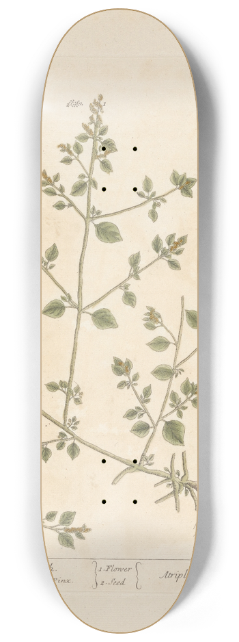 Elizabeth Blackwell - Wild stinking arrach 8.25 inch art skate deck