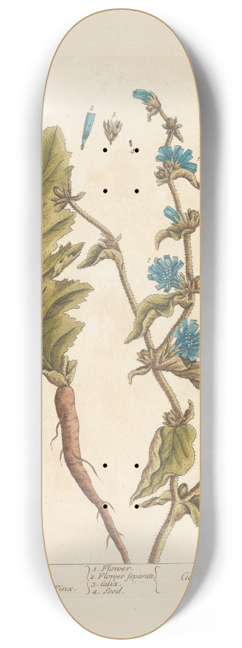 Elizabeth Blackwell - Wild succory 8.25 inch art skate deck