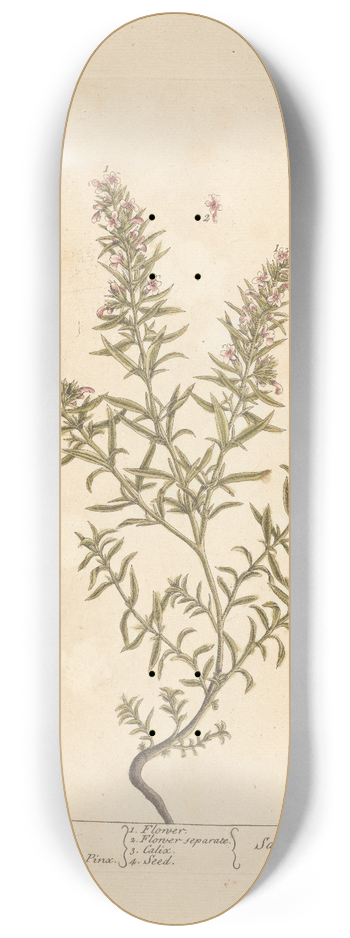 Elizabeth Blackwell - Winter savory 8.25 inch art skate deck