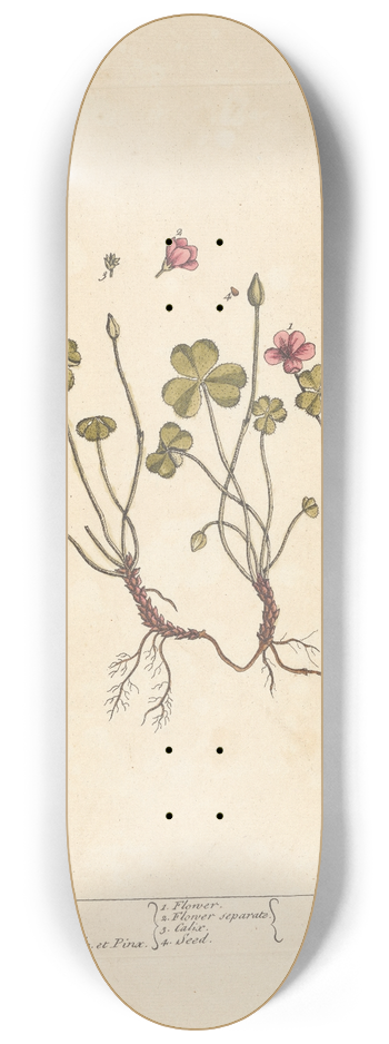 Elizabeth Blackwell - Wood sorrel 8.25 inch art skate deck