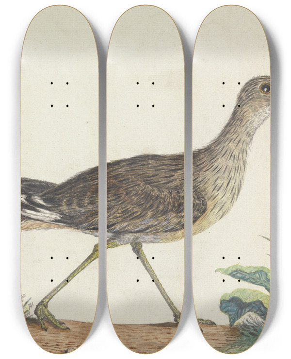 Triptych art skateboard deck of George Edwards A Stone Curlew by George Edwards