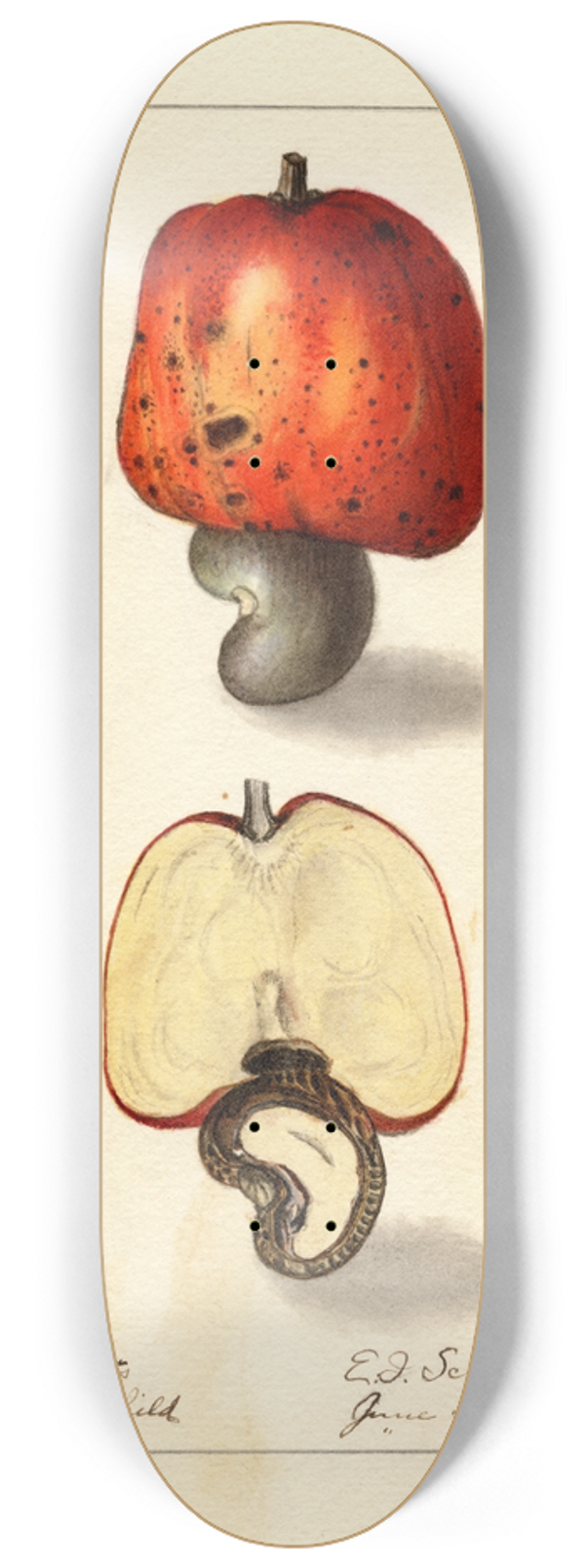Ellen Isham Schutt - Anacardium occidentale 8.25 inch art skate deck