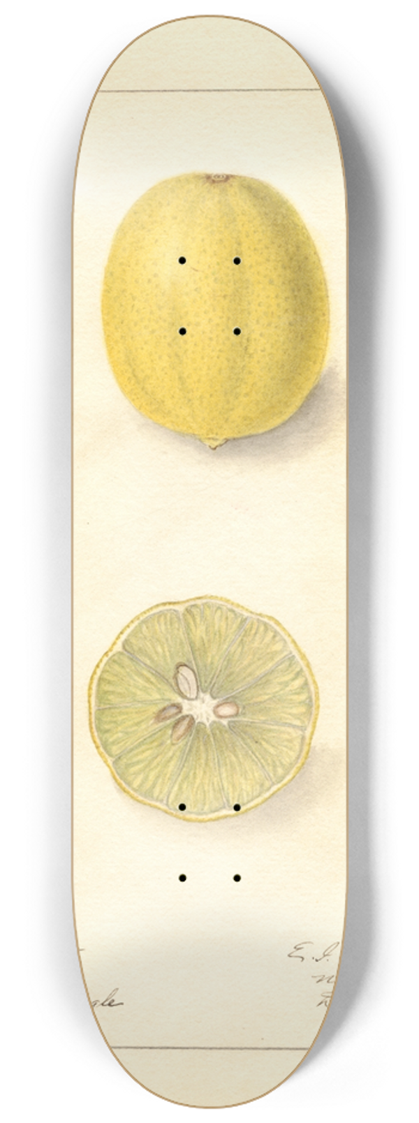 Ellen Isham Schutt - Citrus aurantiifolia: Cameron 8.25 inch art skate deck
