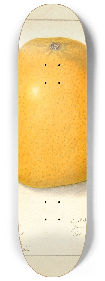 Ellen Isham Schutt - Citrus 8.25 inch art skate deck