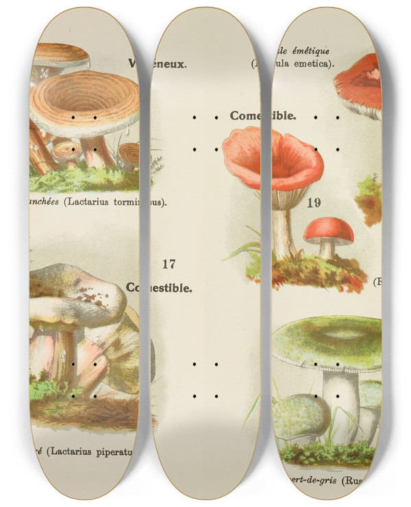 Triptych art skateboard deck of Delachaux Niestle Petit Atlas Des Champignons Pl6 by Delachaux Niestle (1882)