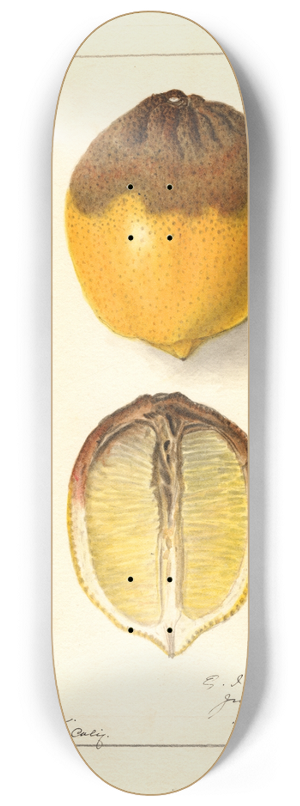 Ellen Isham Schutt - Citrus limon 8.25 inch art skate deck
