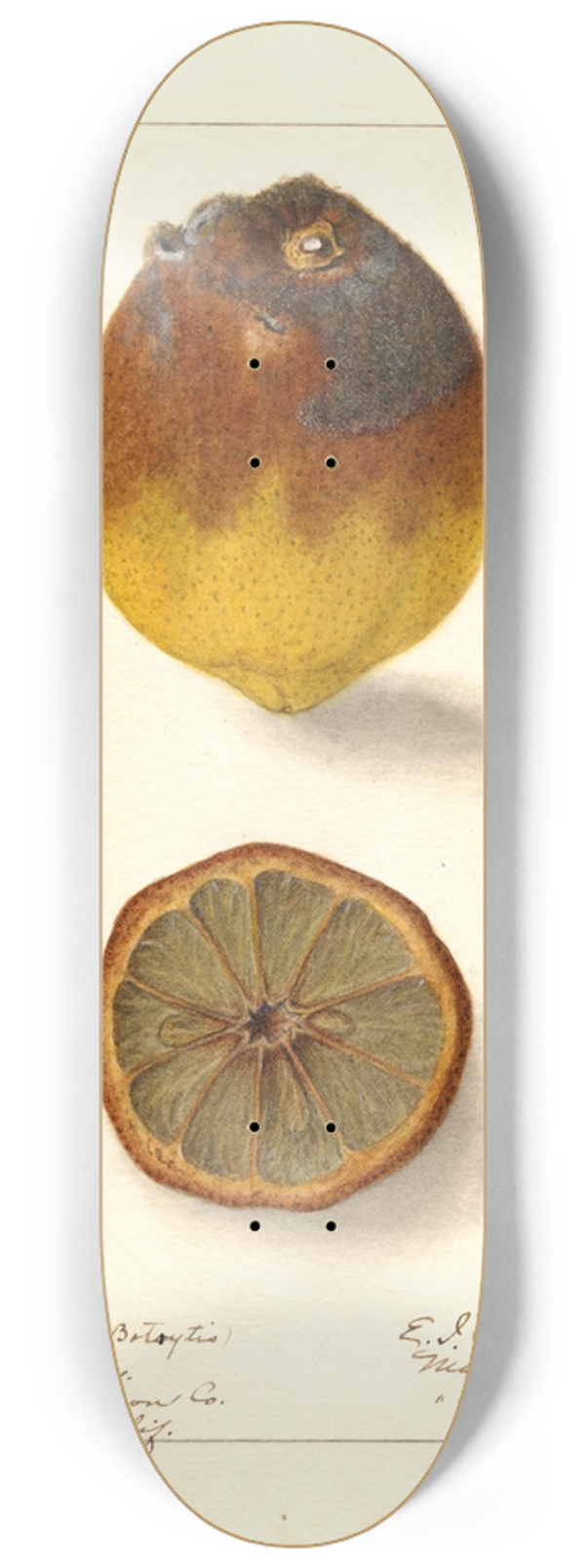 Ellen Isham Schutt - Citrus limon: Eureka 8.25 inch art skate deck