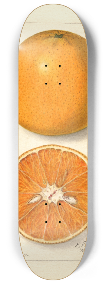 Ellen Isham Schutt - Citrus sinensis: Lue Gim Gong 8.25 inch art skate deck