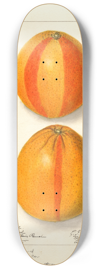 Ellen Isham Schutt - Citrus sinensis: Washington Navel 8.25 inch art skate deck
