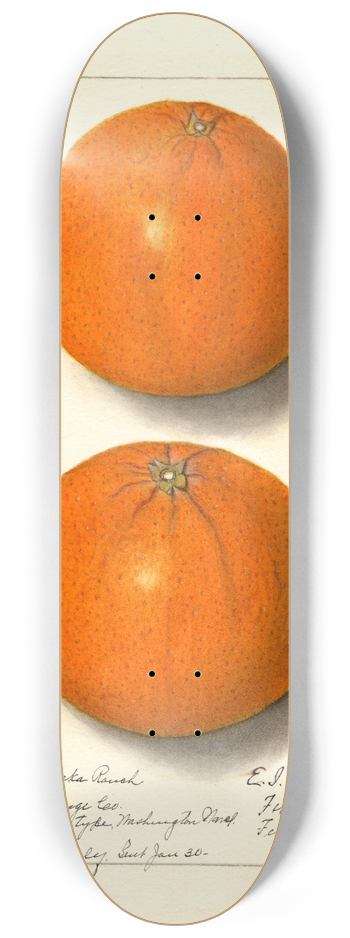 Ellen Isham Schutt - Citrus sinensis: Washington Navel 8.25 inch art skate deck