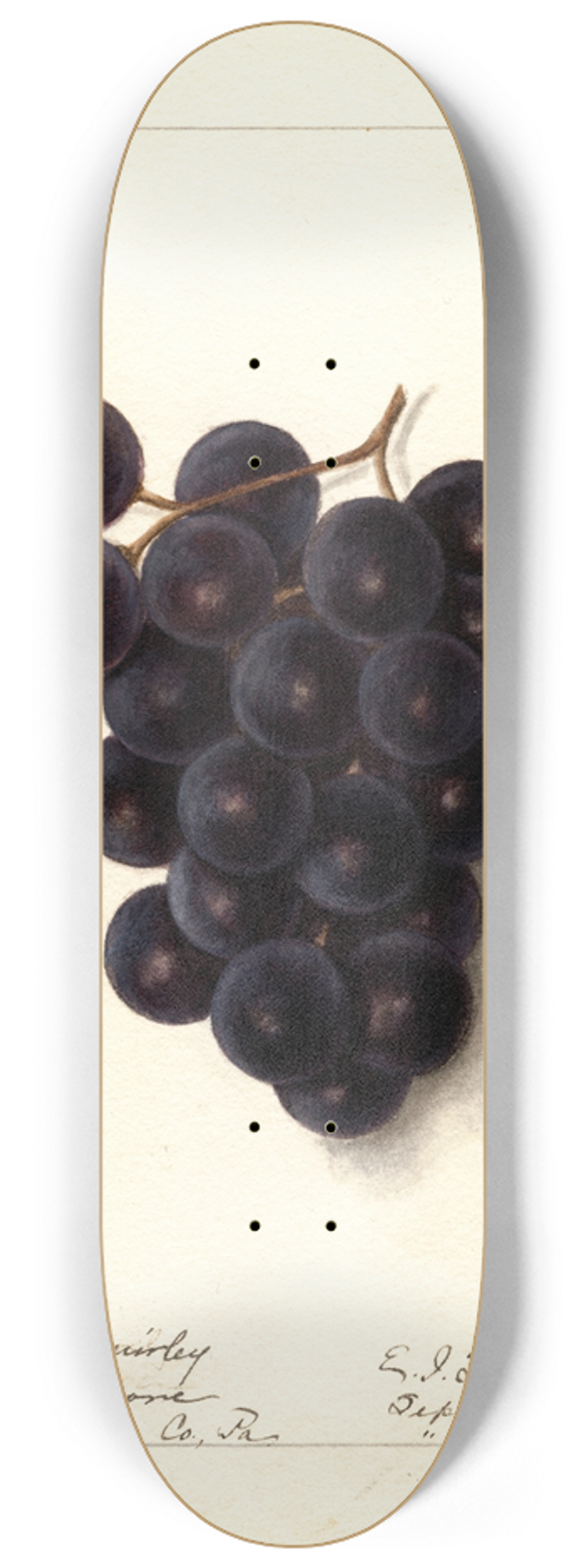Ellen Isham Schutt - Vitis 8.25 inch art skate deck