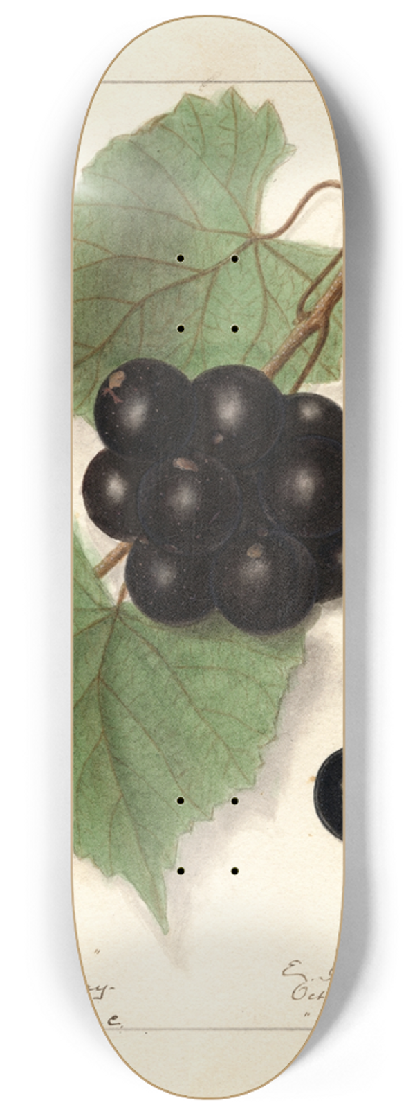Ellen Isham Schutt - Vitis: Sugar Pulp 8.25 inch art skate deck