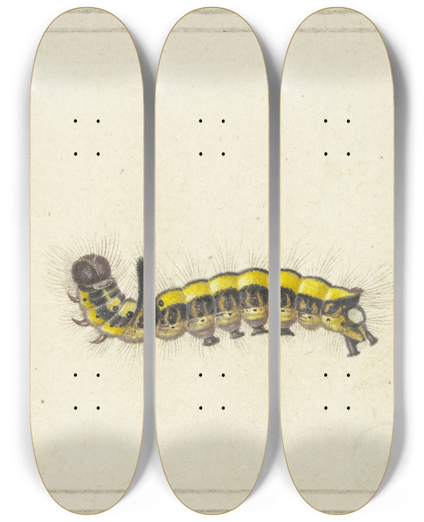 Triptych art skateboard deck of Herman Henstenburgh A Yellow Caterpillar by Herman Henstenburgh (1667-1726)