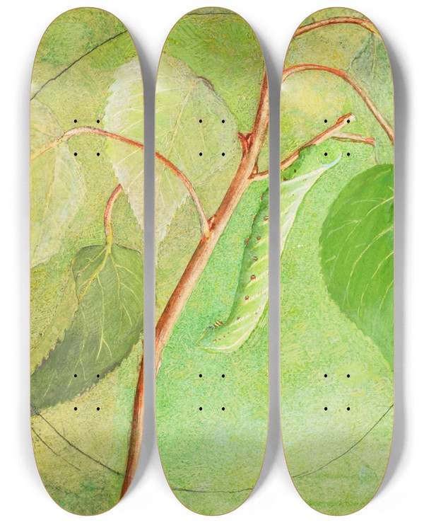 Triptych art skateboard deck of Abbott Handerson Thayer Sphinx Caterpillar Study For Book Concealing Coloration In The Animal Kingdom_1 by Abbott Handerson Thayer (1849-1921)