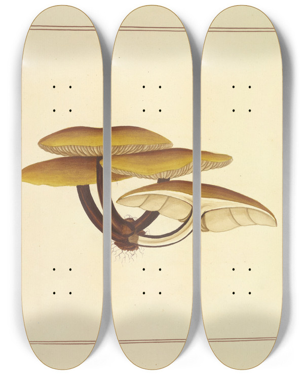 Triptych art skateboard deck of James Bolton Icons Fungorum Circa Halifax Sponte Nascentium Pl174 by James Bolton (1735-1799)