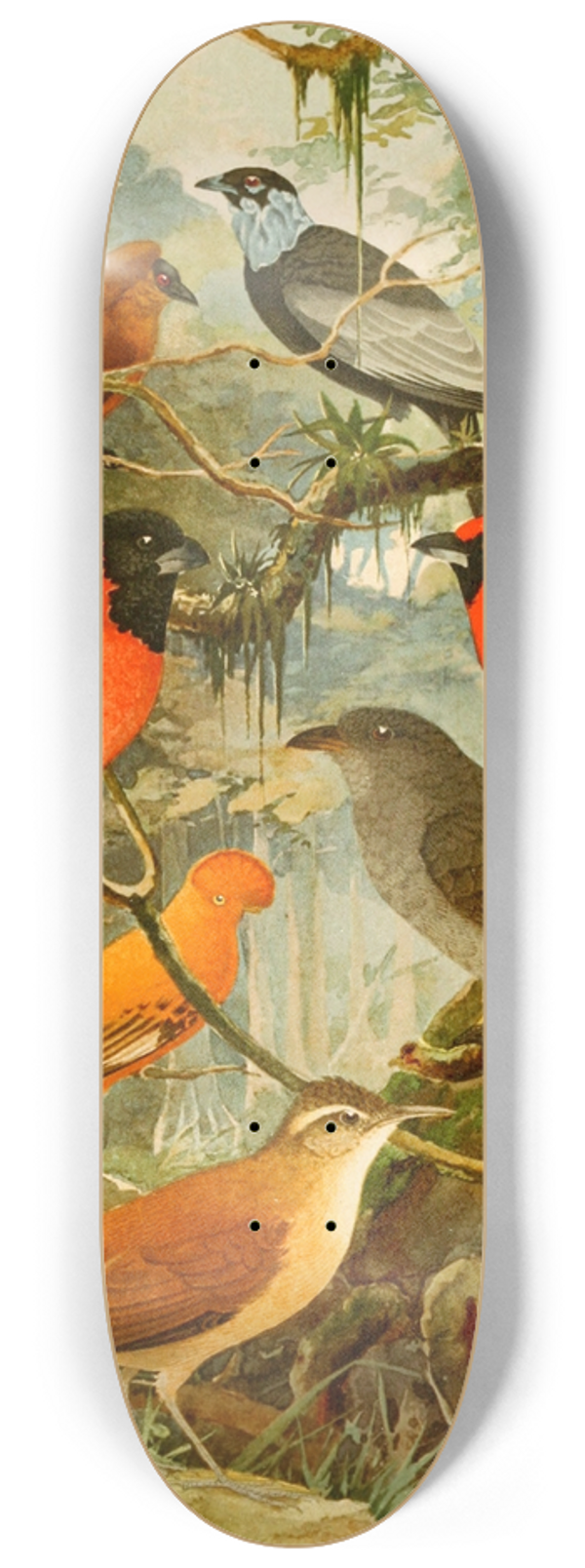 Emil August Gldi - Ti-tinga, Pipira, Cri-cri-, loo de barro, Gallo da serra, Pavo do mato 8.25 inch art skate deck